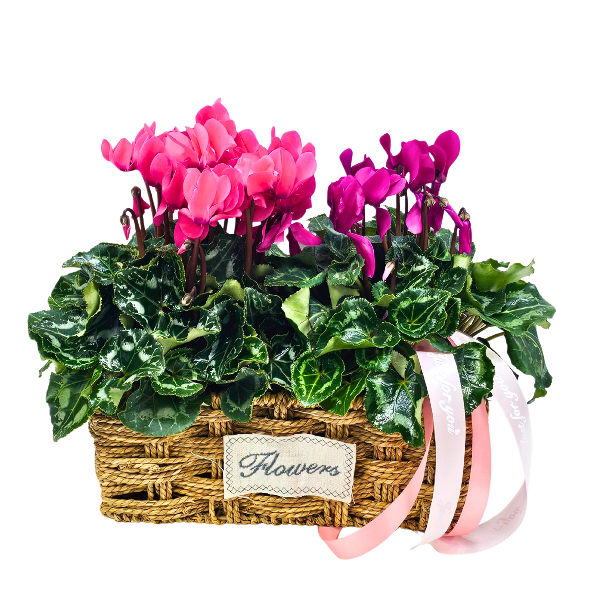 עציץ מק"ט 812