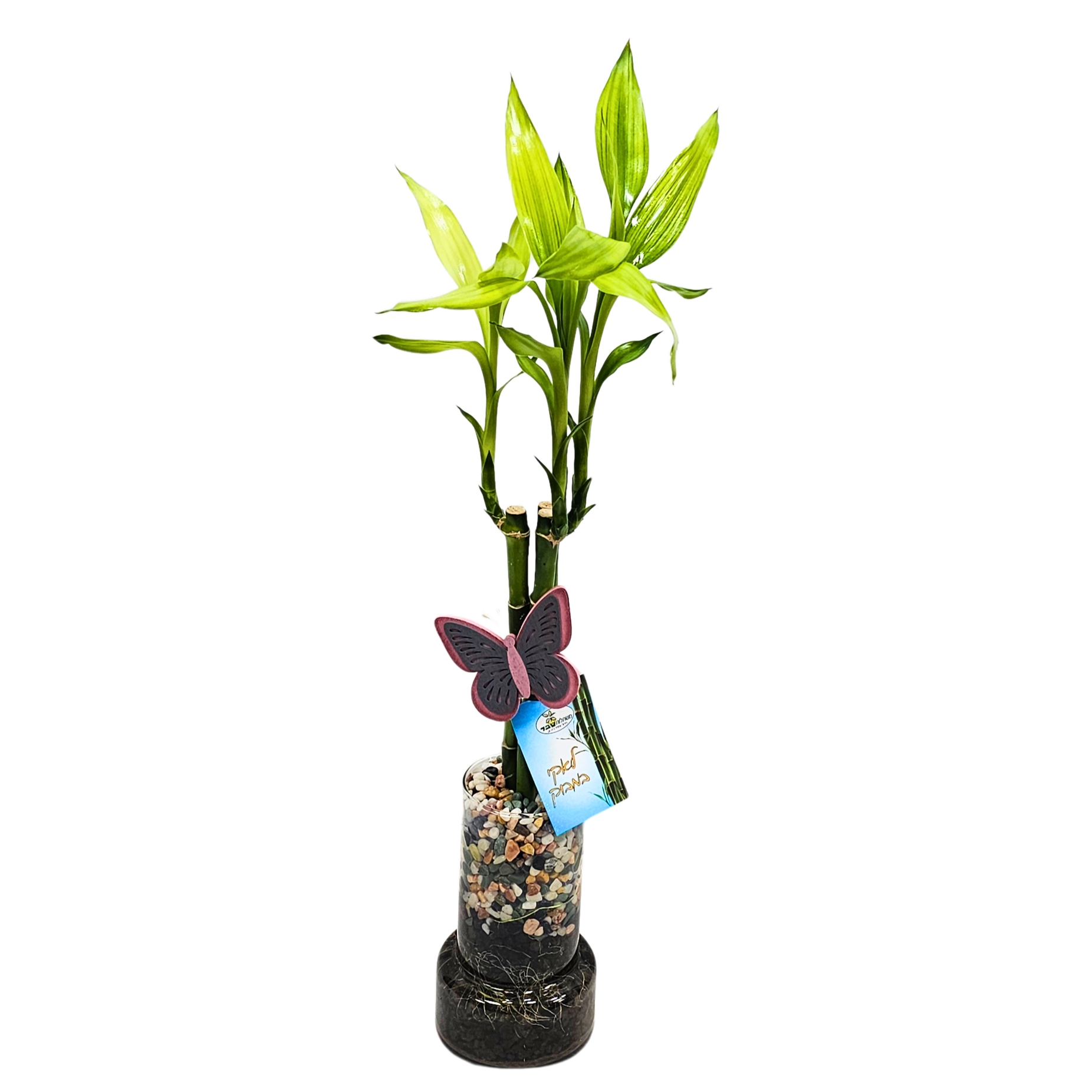 עציץ מק"ט 811 עציץ מק"ט 811