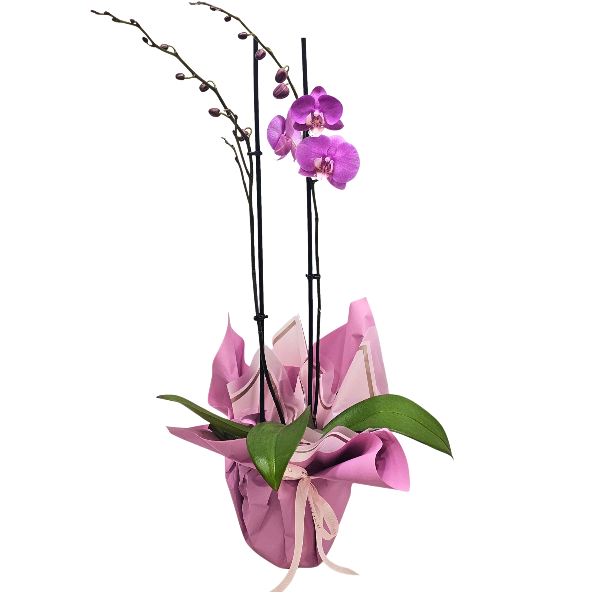 סחלב מק”ט 842